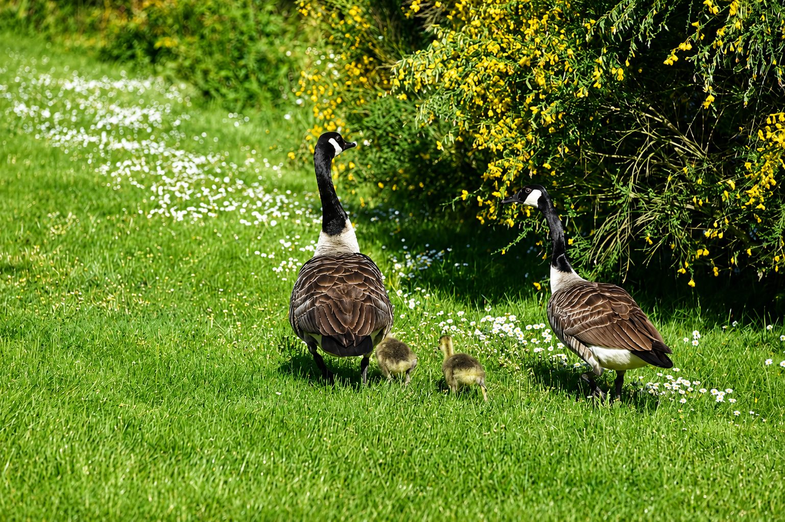 La nature du domaine