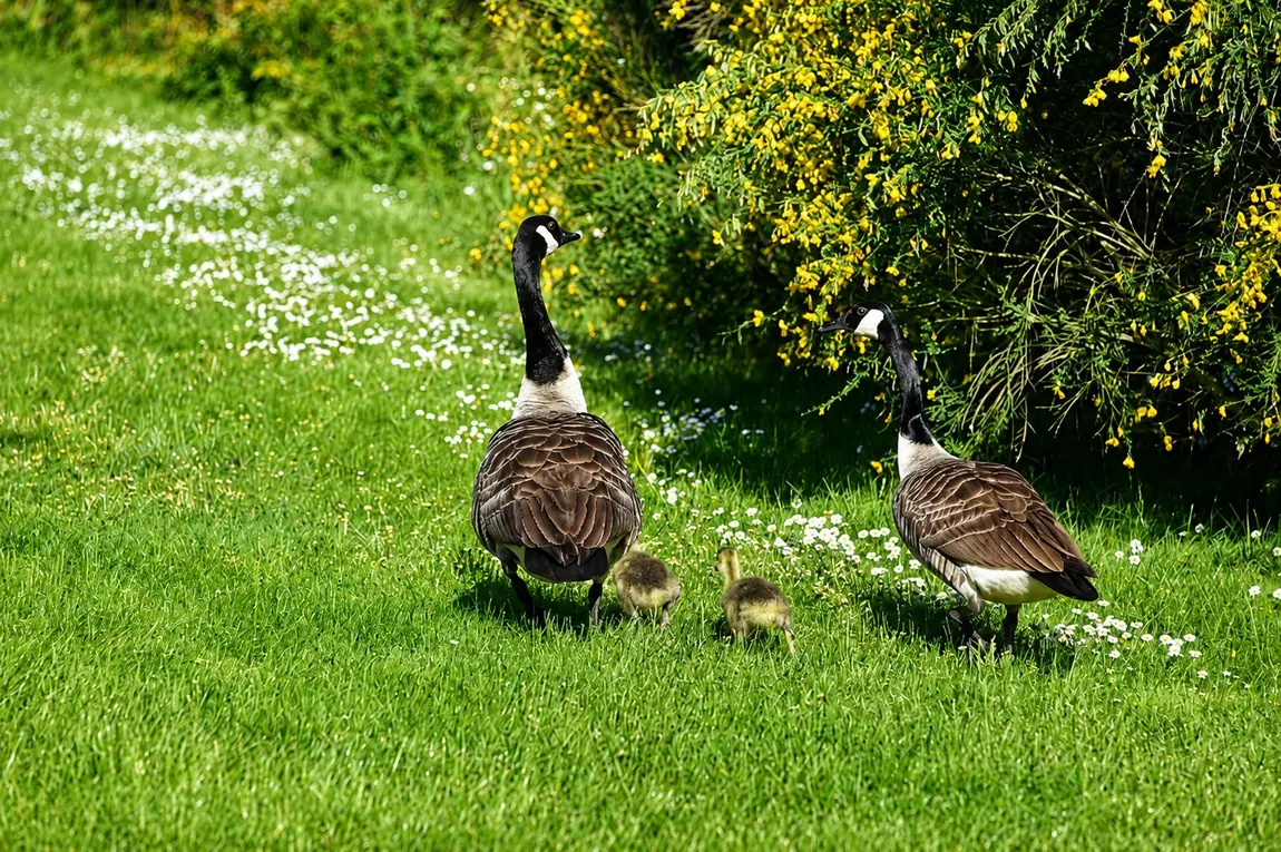 La nature du domaine